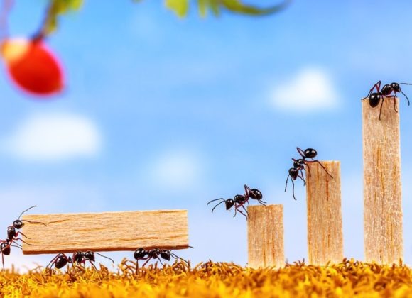 Ants